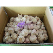 Red Garlic 10kg carton, com saco interior